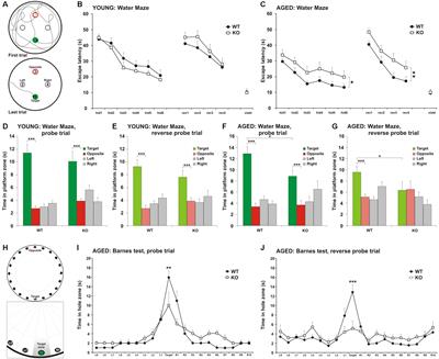 MIM-Deficient Mice Exhibit Anatomical Changes in Dendritic Spines, Cortex Volume and Brain Ventricles, and Functional Changes in Motor Coordination and Learning